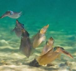 Mar Tirreno: naturaleza y balnearios