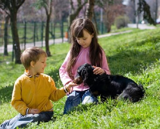 Qué hacer si un perro muerde: procedimiento