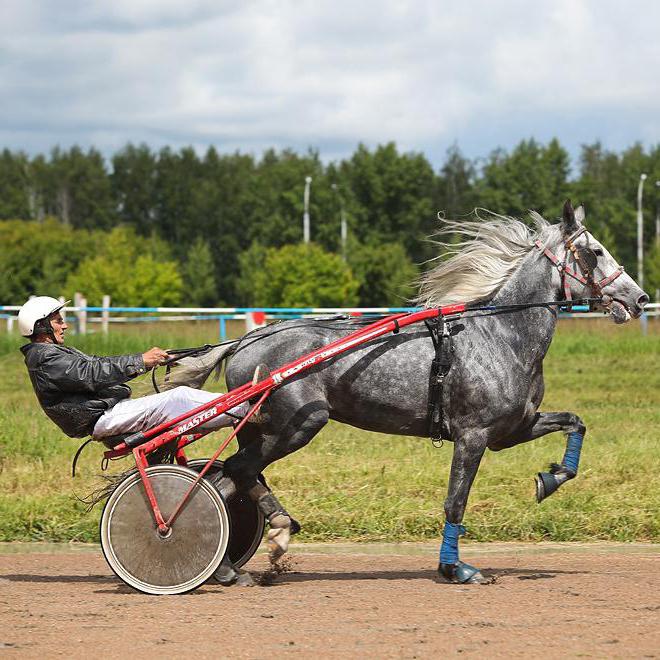 Hipódromo de Novosibirsk: historia del desarrollo y estado actual