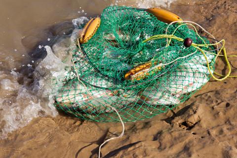 Groundbait para el cruciano: cocinamos en casa con nuestras propias manos