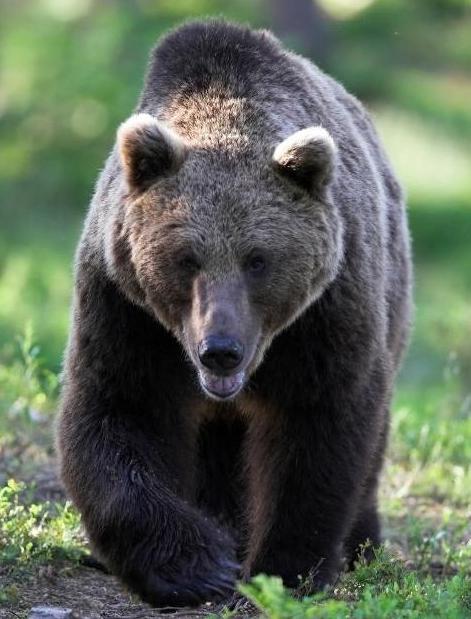 caza de osos en avena