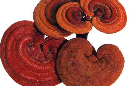 Ganoderma, ¿qué es?