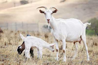 Leche de cabra con lactancia materna y sus propiedades beneficiosas