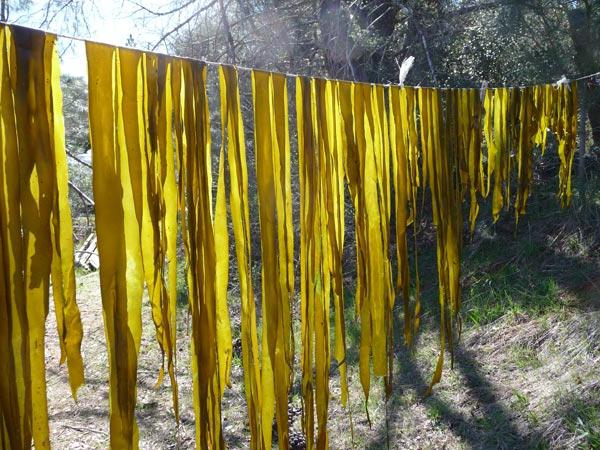 Laminaria propiedades y contraindicaciones útiles