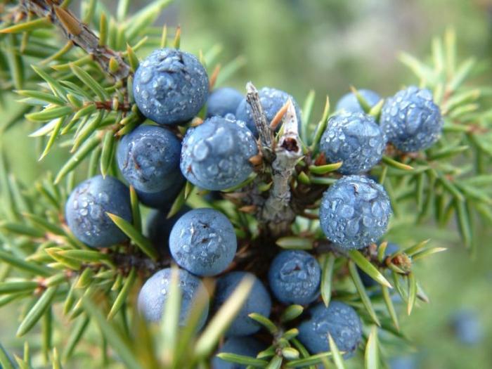 Las propiedades curativas del enebro La naturaleza protege nuestra salud