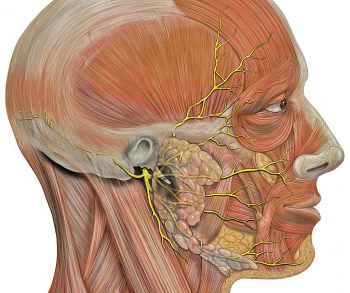 Nervio facial: anatomía, patrón, estructura, funciones y características