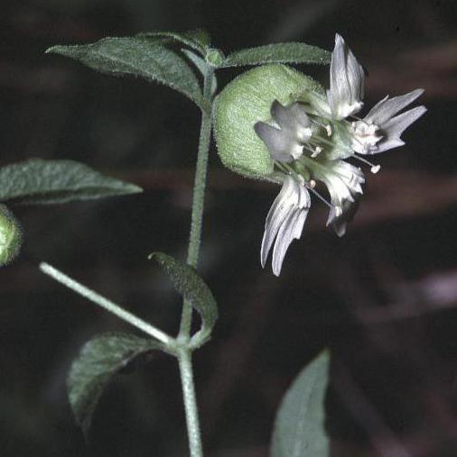 Smolovka vulgaris: propiedades medicinales y aplicación